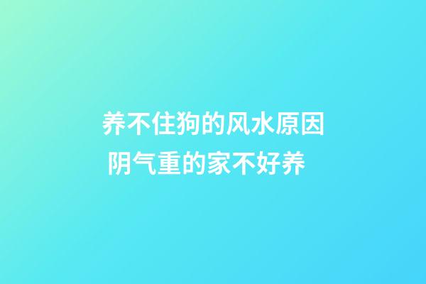 养不住狗的风水原因 阴气重的家不好养